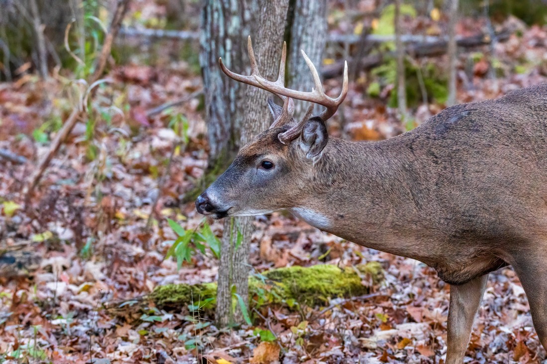 White-tailed deer photo