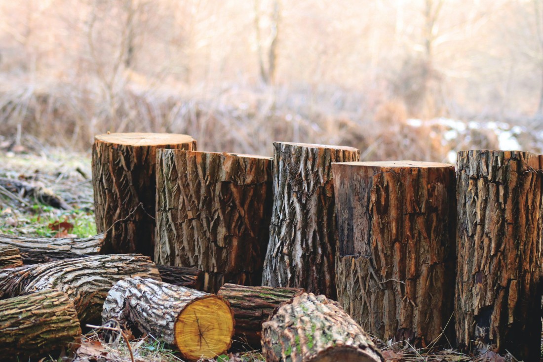 Tree Stump Photo