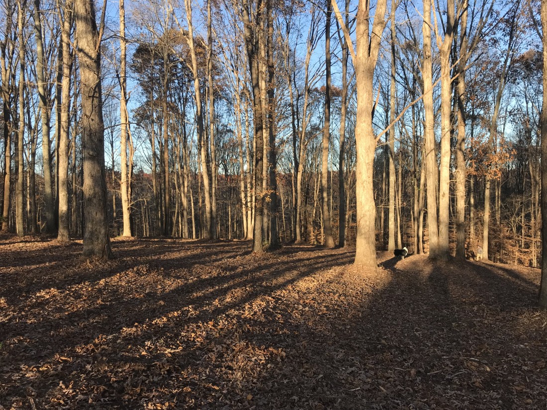 Forestry Mulching | All Terrain Land Clearing | Nashville TN - IMG_6291