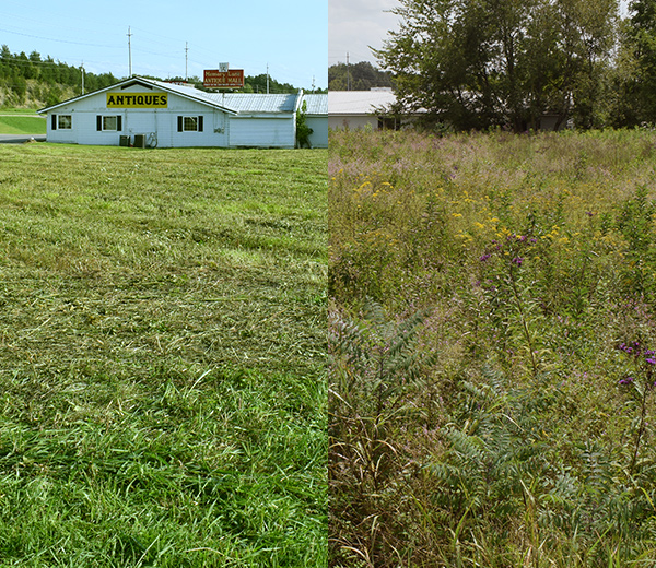 Bush Hogging Before and After Photo