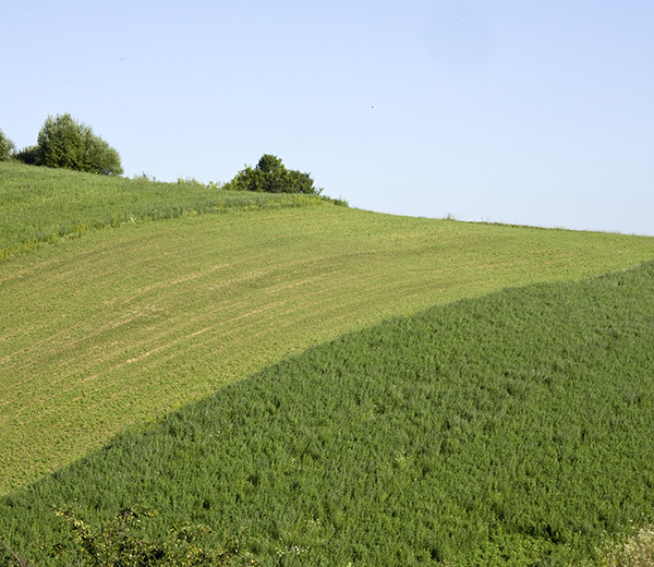 Brush Mowing Photo