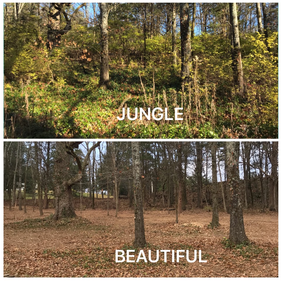 Brush Clearing: Brush Removal in Nashville | All Terrain Land Clearing and Brush Control - image4